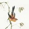 Mountain Bush Warbler Poster Print by Chris Paschke - Item # VARPDX23941